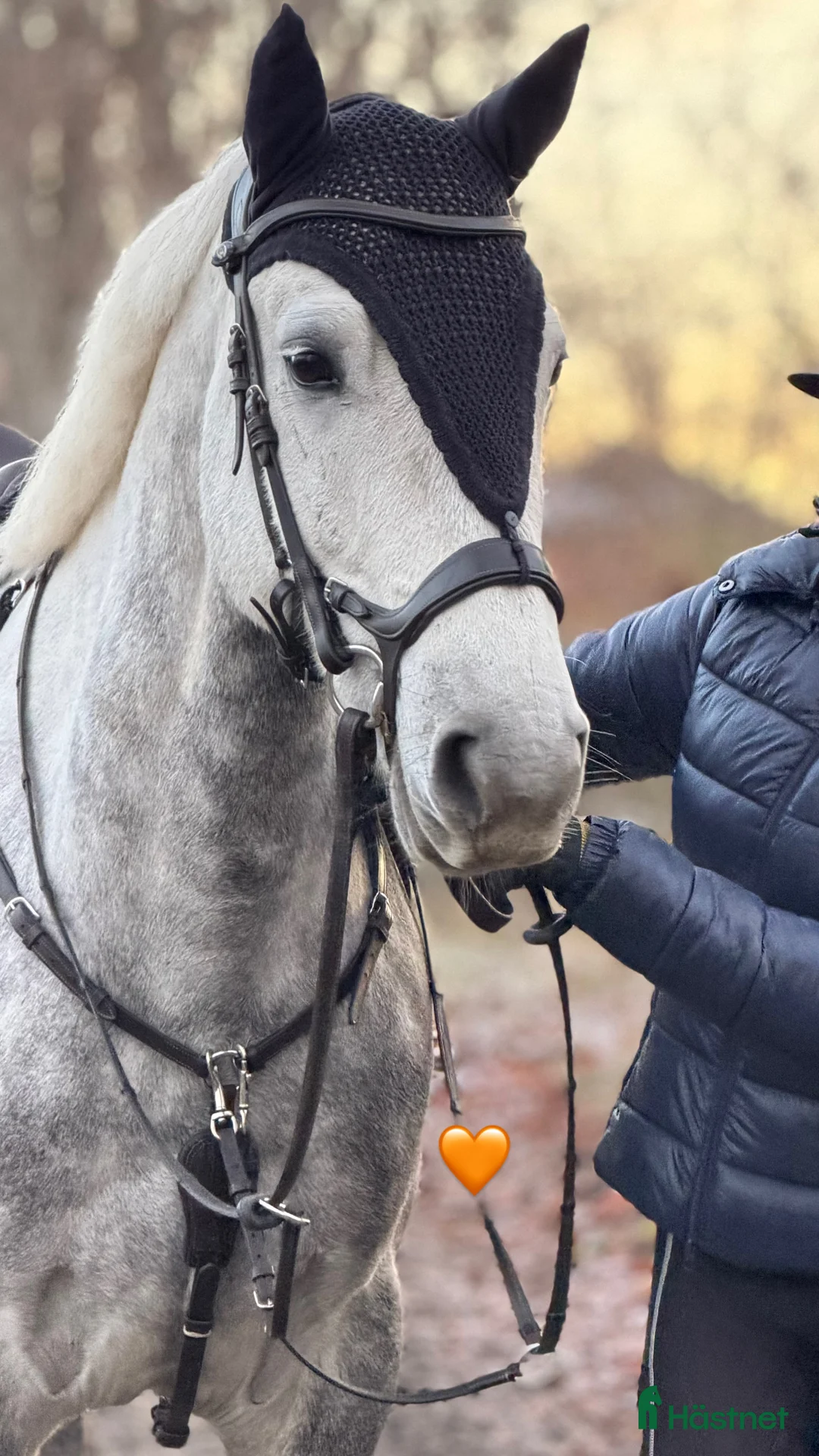 Hoppning hästar till salu: Fantastisk D-ponny i Tungelsta - Annons 2