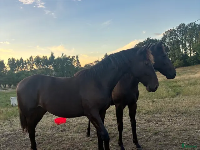 hästar till salu: 1 års hingst e. Very Kronos - Annons 1