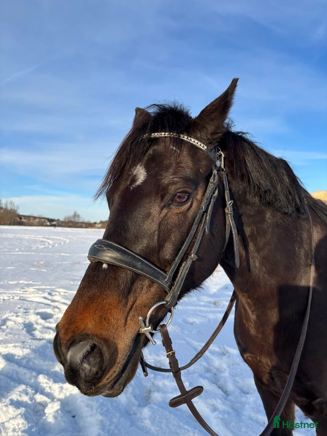 Sällskap hästar till salu: Projekt / sällskap i Göteborg - Annons 1