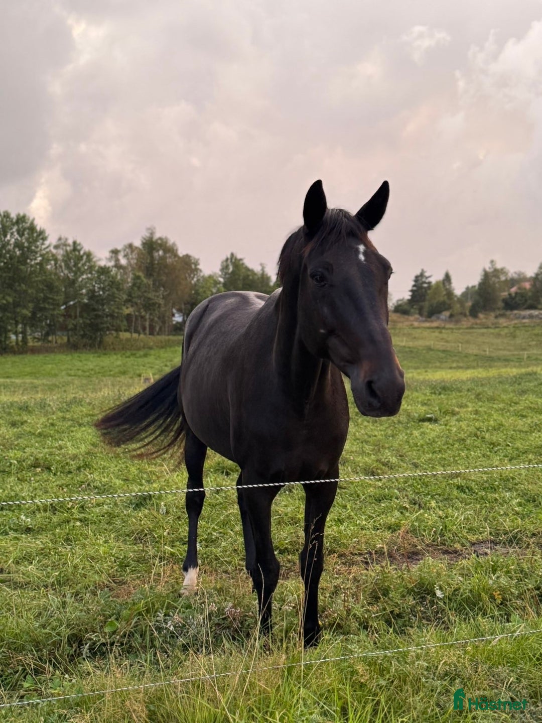 Sällskap hästar till salu: Säljes först och främst som sällskap! i Lödöse - Annons 3