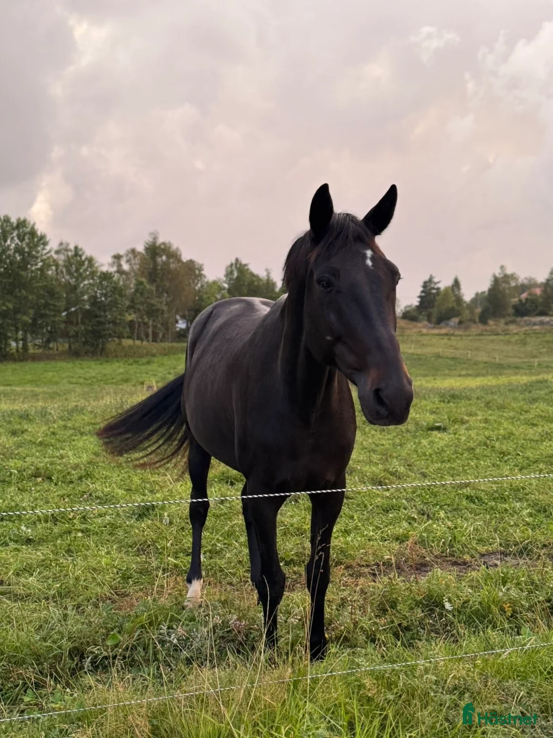 Sällskap hästar till salu: Säljes först och främst som sällskap! i Lödöse - Annons 3