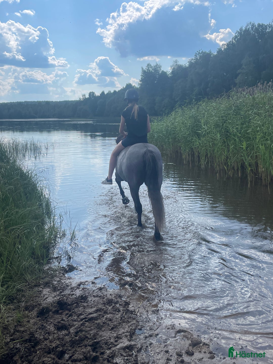  foderhäst sökes: D-ponny sökes för foder/samarbete i Glimåkra - Annons 1