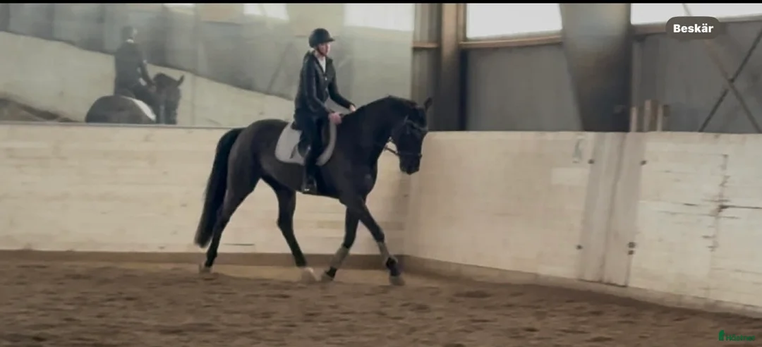 Allround hästar till salu: Välriden valack - Annons 2