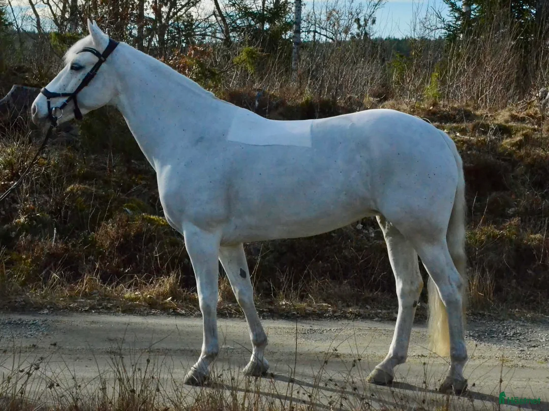 Hoppning hästar till salu: ✨️ Snygg utvecklingsbar Connemara ✨️ - Annons 2