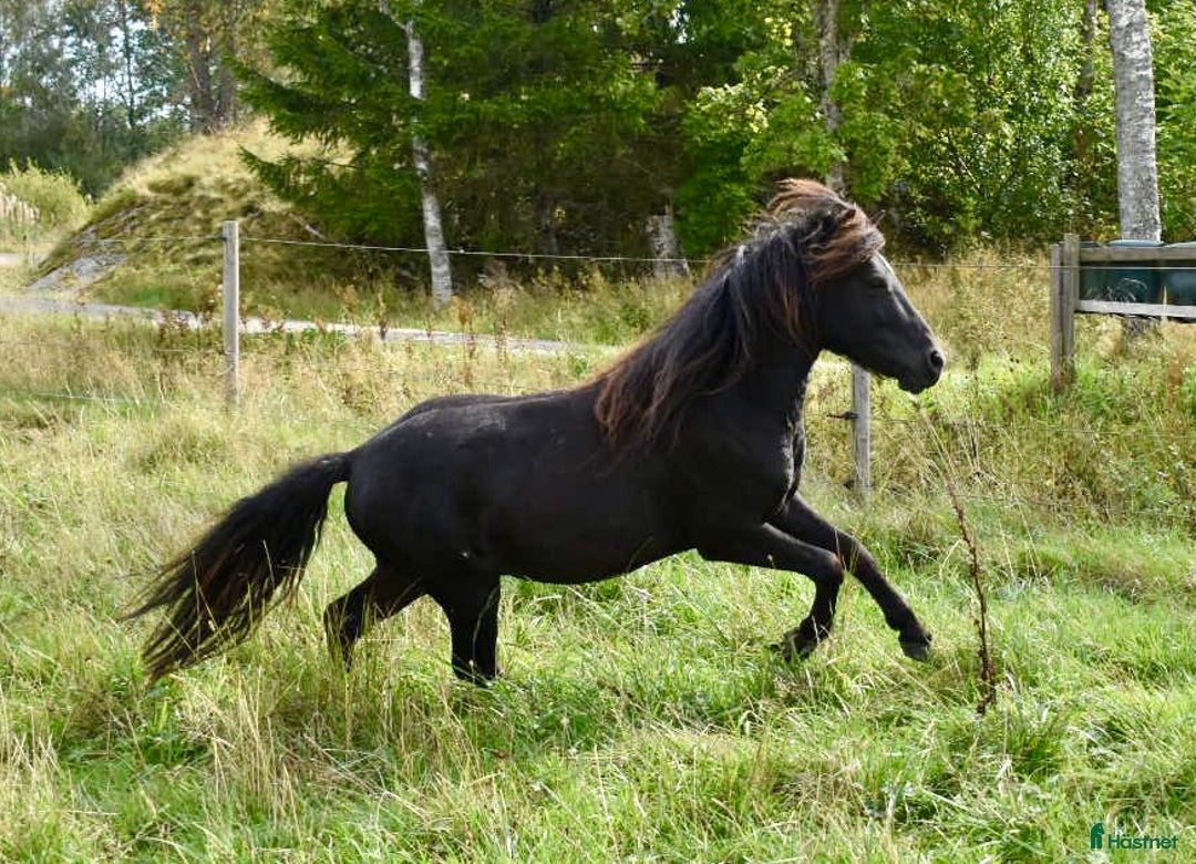 Allround hästar till salu: Supersöt krullig valack i Högsäter - Annons 1