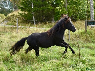 hästar Supersöt krullig valack i Högsäter - Annons 2