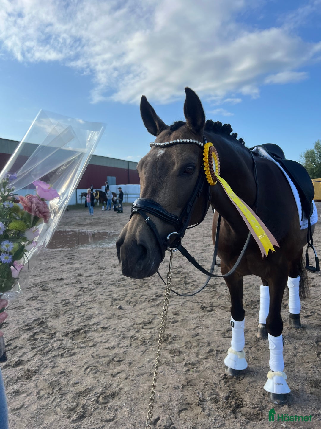 Dressyr hästar till salu: Topp FEI ponny i Nybrostrand - Bild 4