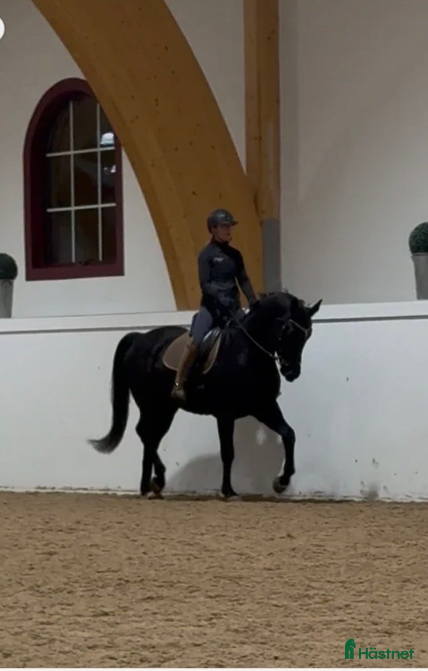  hästar Svart snygg dressyrvalack i Kullavik - Annons 3