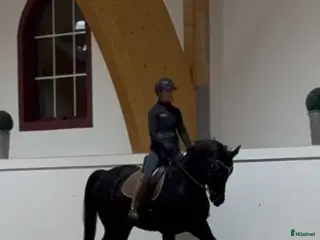 hästar Svart snygg dressyrvalack i Kullavik - Annons 3