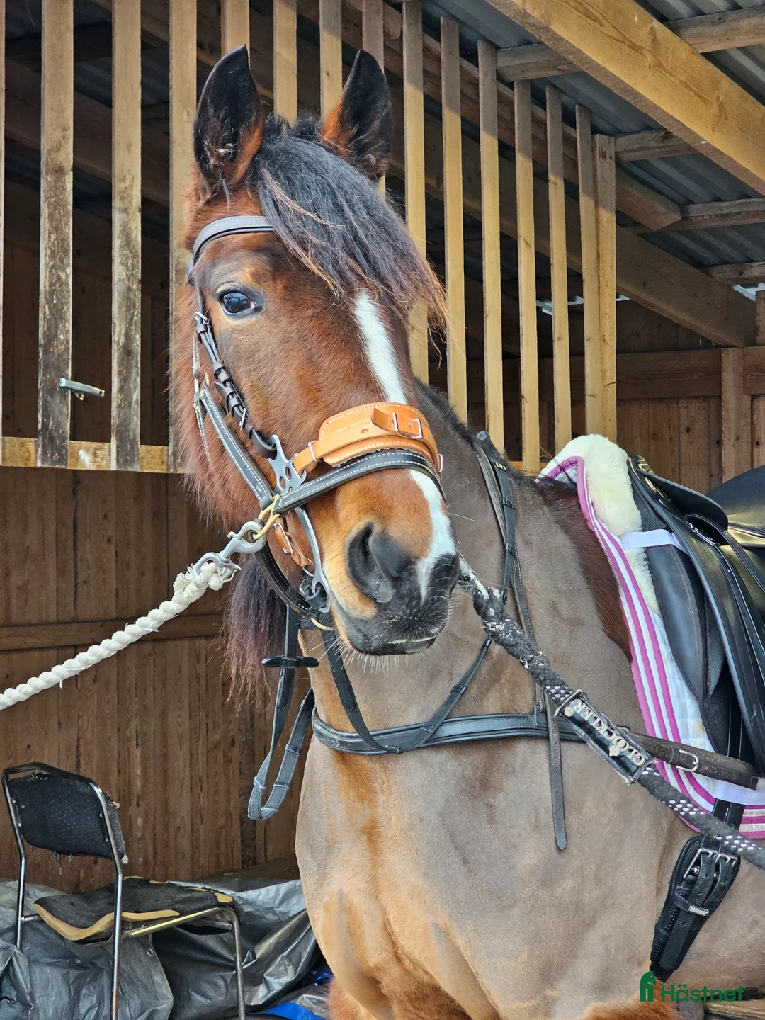 Övrigt hästar till salu: Skogsmulle/fölsto i Furudal - Annons 1