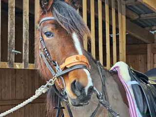 hästar Skogsmulle/fölsto i Furudal - Annons 3