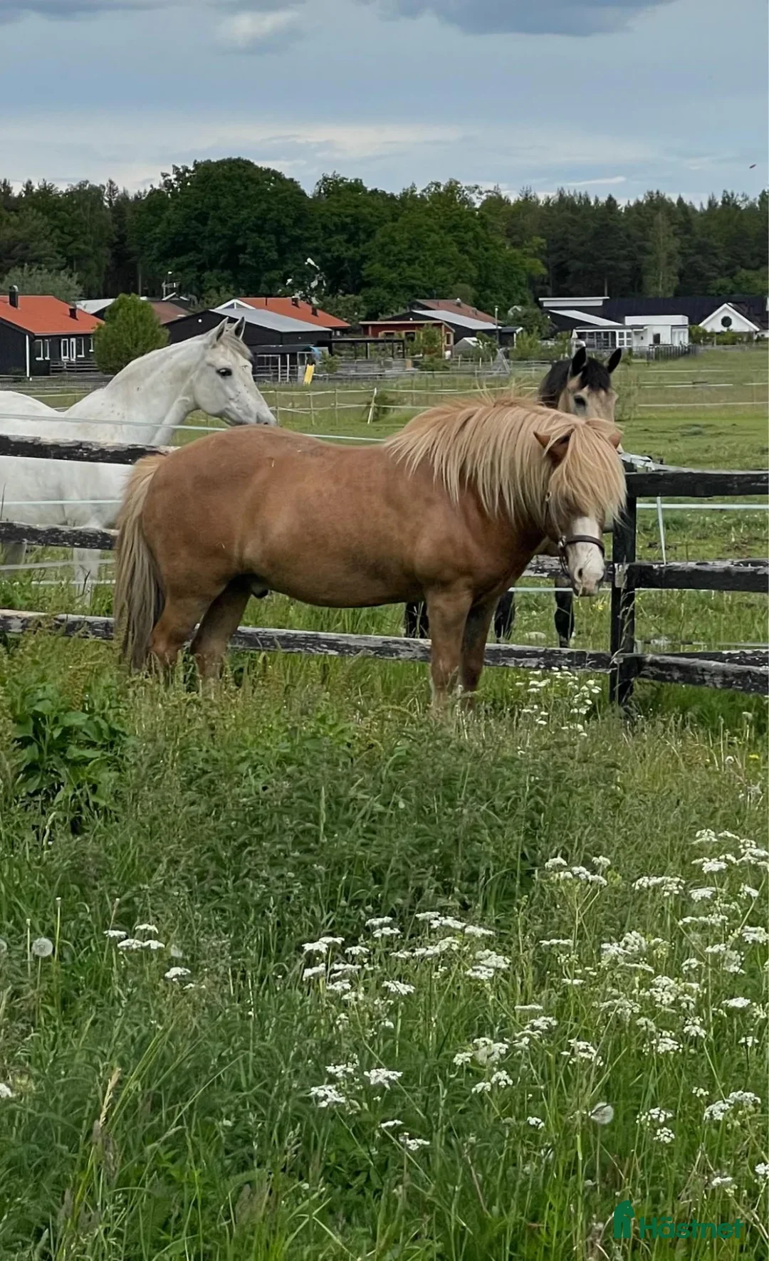  foderhäst finnes: 🐴Reserverade🐴 2 snälla Islandshästar 🌸 - Annons 10