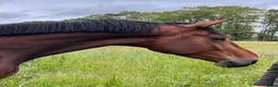 Dressyr hästar till salu: Pampigt sto - Annons 1