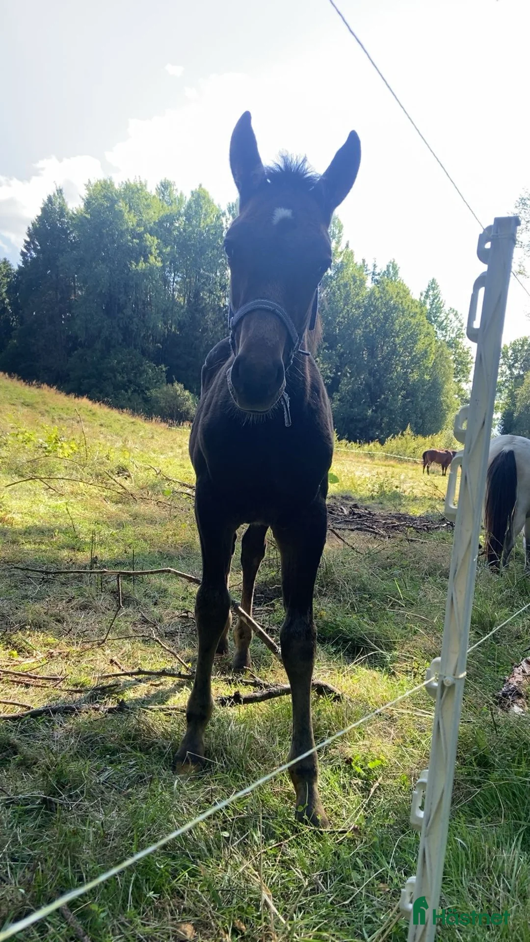 Allround hästar till salu: Korsnings hingst  i Burseryd - Annons 2