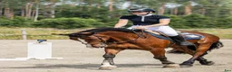 Allround hästar till salu: Lättriden tävlingsponny🌟 - Annons 3