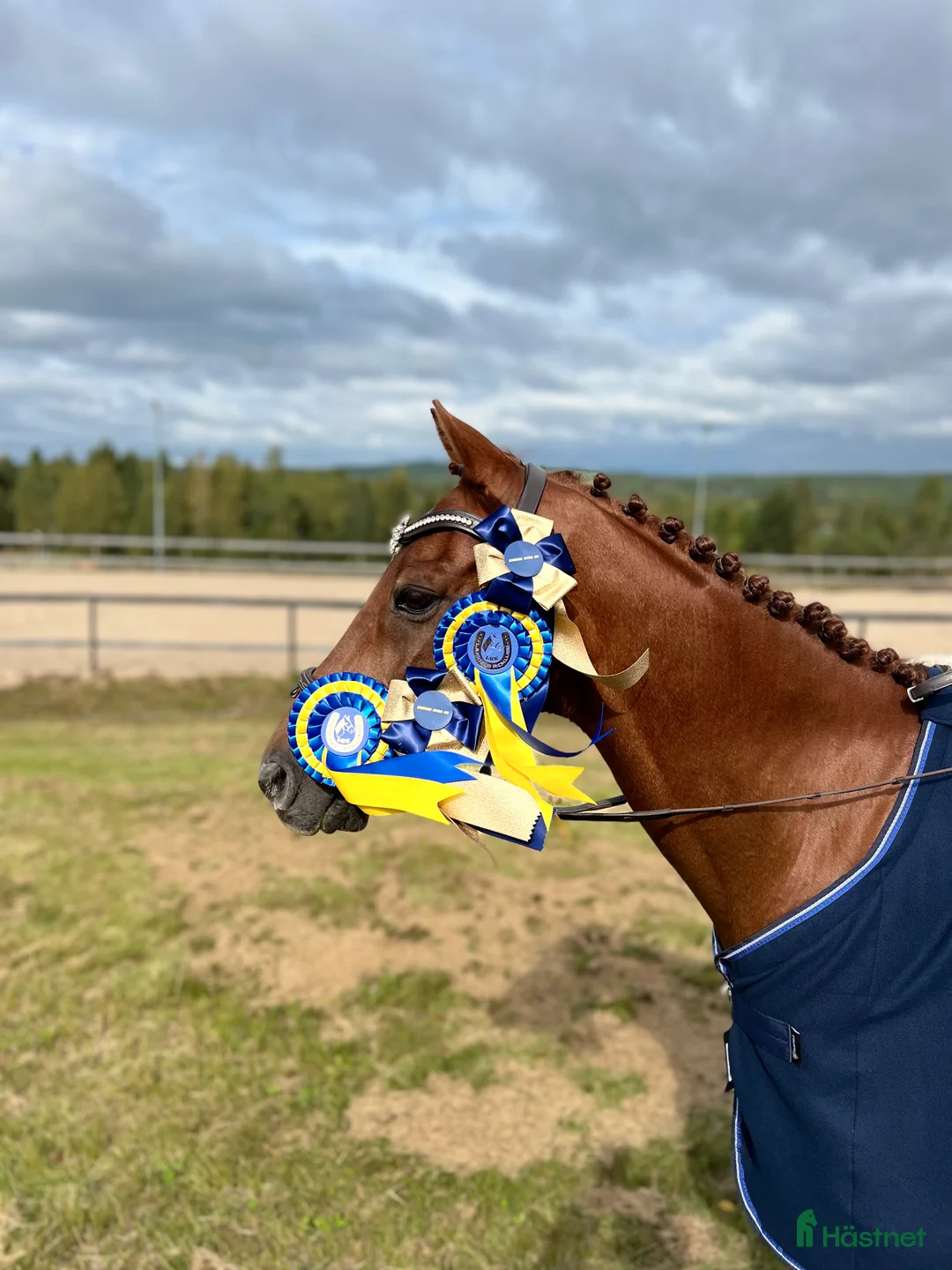 Allround hästar till salu: Mys Prinsen i Sundsvall - Annons 4