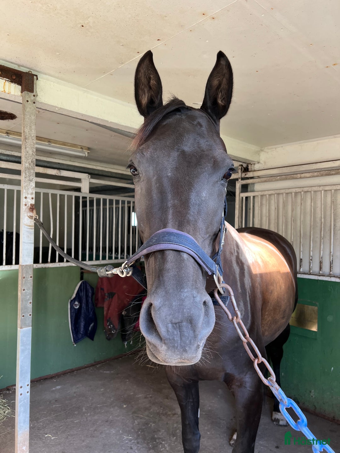 Dressyr hästar till salu: En bästa kompis både i stallet och i ridningen!  i Karlstad - Annons 2