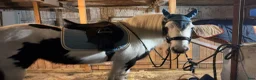 Allround hästar till salu: Irish Cob-sto, söker erfaret och långsiktigt hem - Annons 2