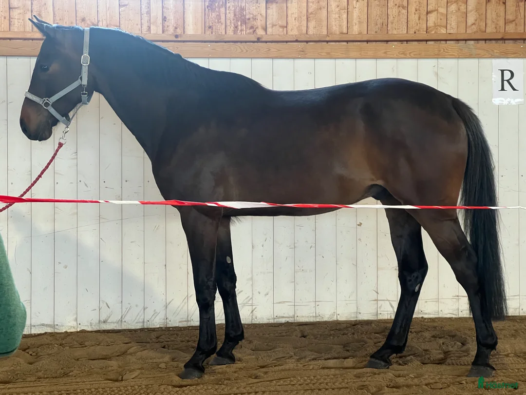Hoppning hästar till salu: Lovande 4 åring - Annons 1