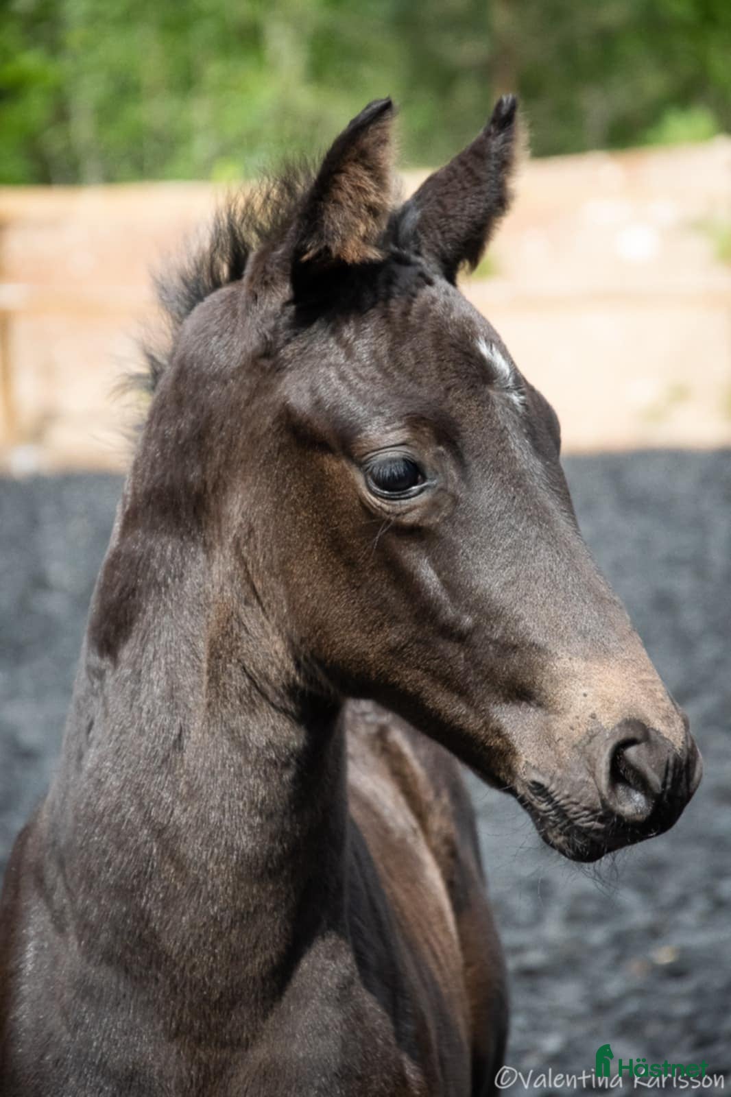  hästar Gångartsföl Hingst e. Serious 1457 i Vimmerby - Annons 17