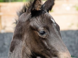 Dressyr hästar till salu: Gångartsföl Hingst e. Serious 1457 i Vimmerby - Annons 2