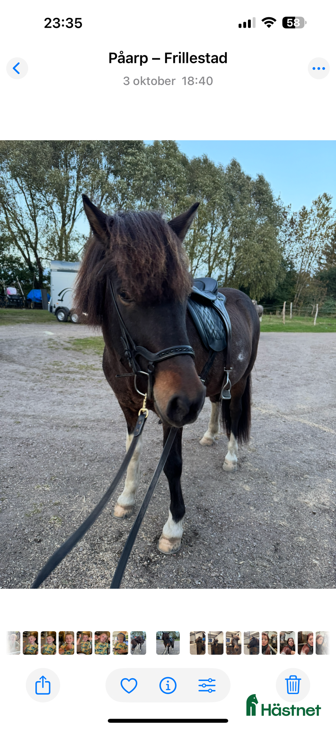 Island hästar till salu: Vacker Valack.  i Påarp - Annons 3