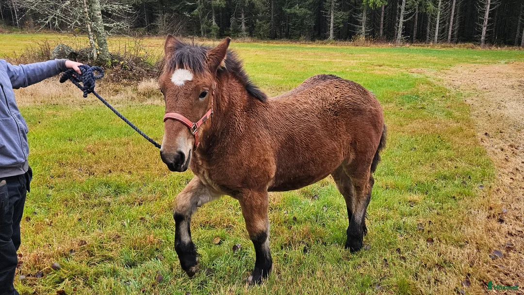 Allround hästar till salu: Mysigt ardennerföl i Tenhult - Annons 2