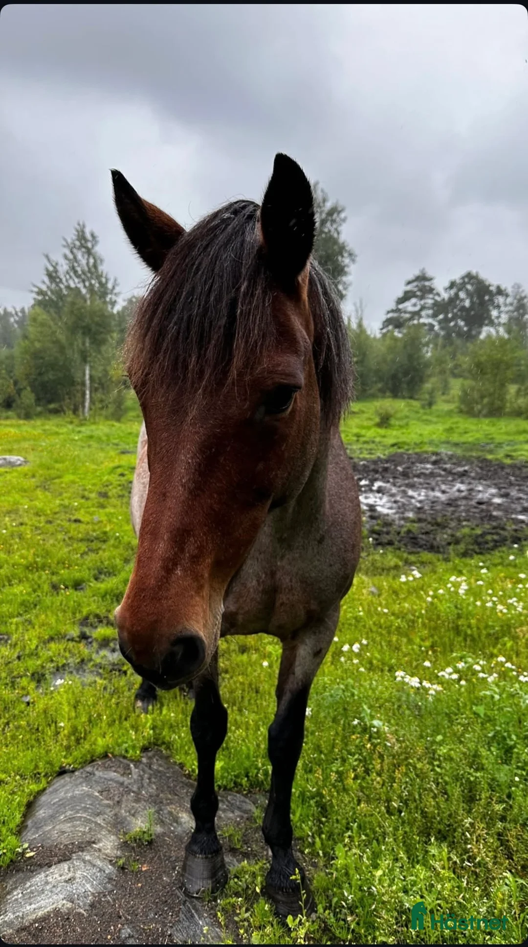 Allround hästar till salu: Allround ponny i Västra Frölunda - Annons 2