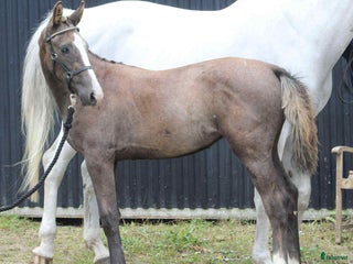 hästar Hoppföl x3 säljes- Svårklassmöderne & Elithingstar i Lammhult - Annons 2