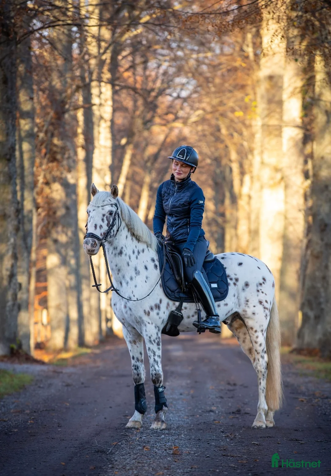 Dressyr hästar till salu: En bästa vän som syns i mängden  - Annons 2