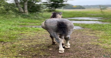  hästar i Stenkullen - Annons 3