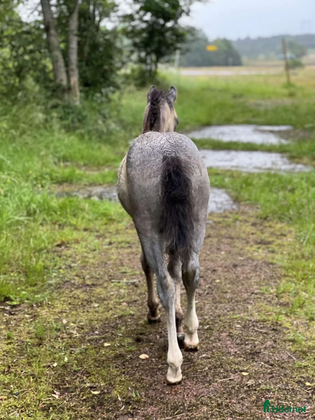 Allround hästar till salu: Rar welsh mountainkille i Stenkullen - Annons 3