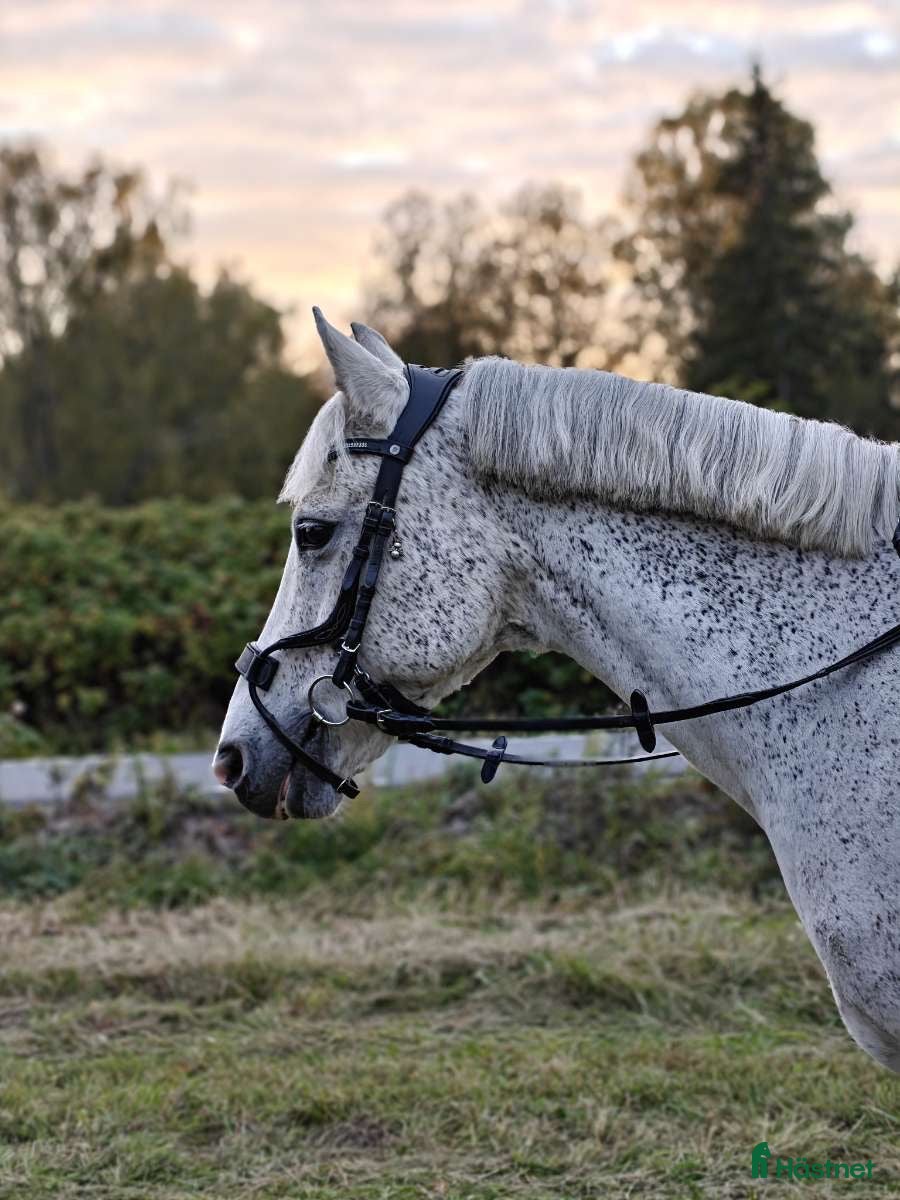  hästar One in a lifetime ponny - Annons 17