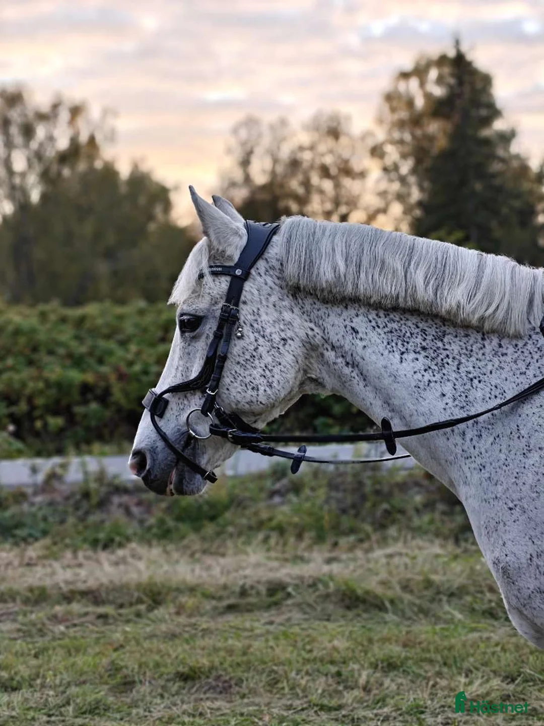 Allround hästar till salu: RESERVERAD one in a lifetime ponny - Annons 1