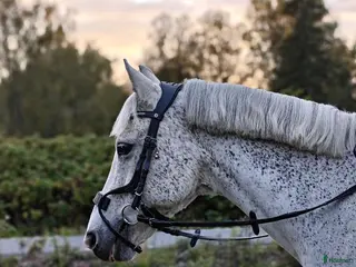 hästar One in a lifetime ponny - Annons 17