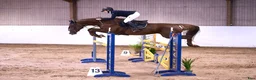 Hoppning hästar till salu: Fantastisk läromästare - Annons 2