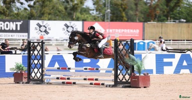  hästar i Borlänge - Annons 10