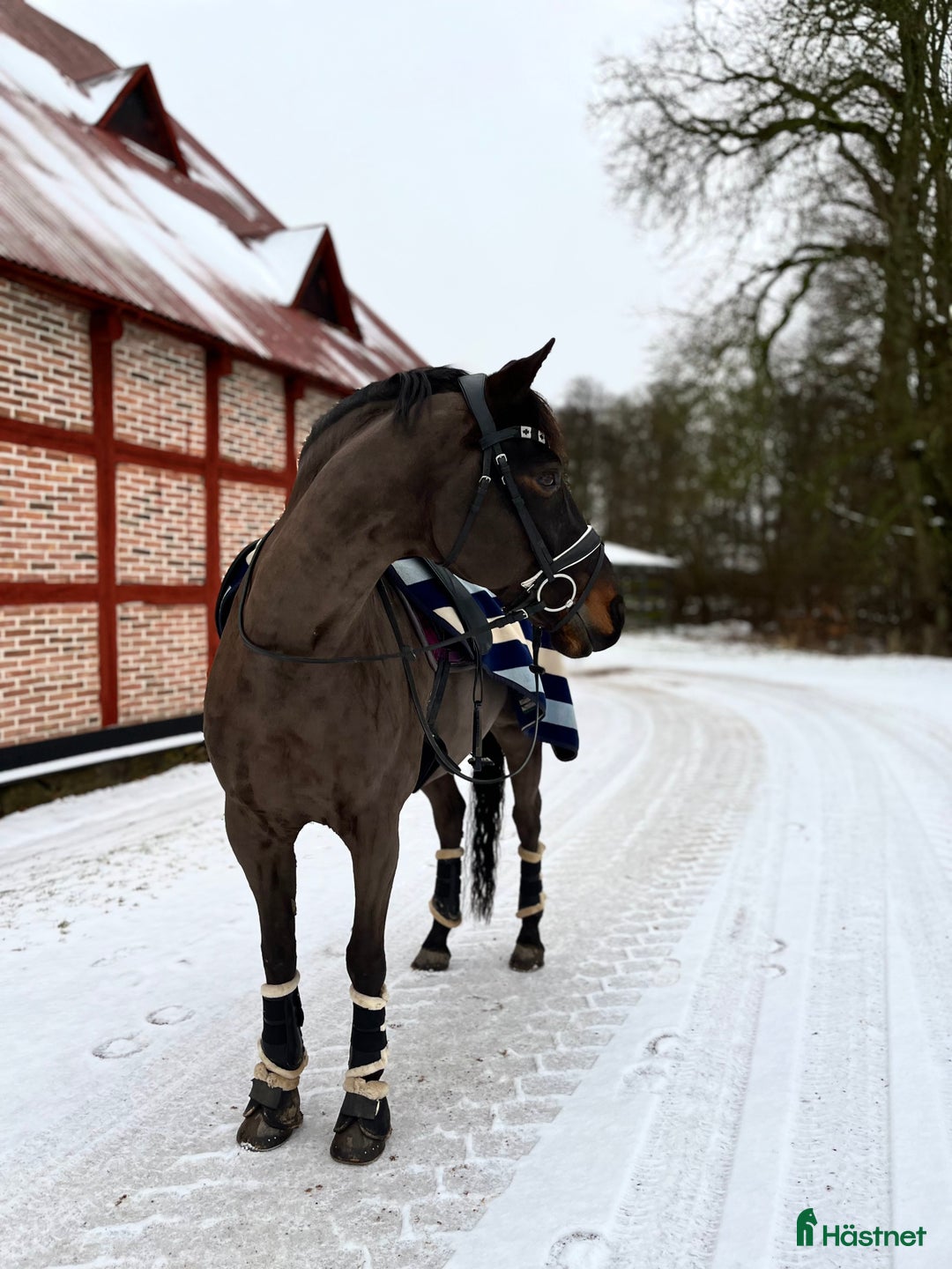 Allround hästar till salu: Hoppglad kille söker ny bästa vän! i Klippan - Annons 3