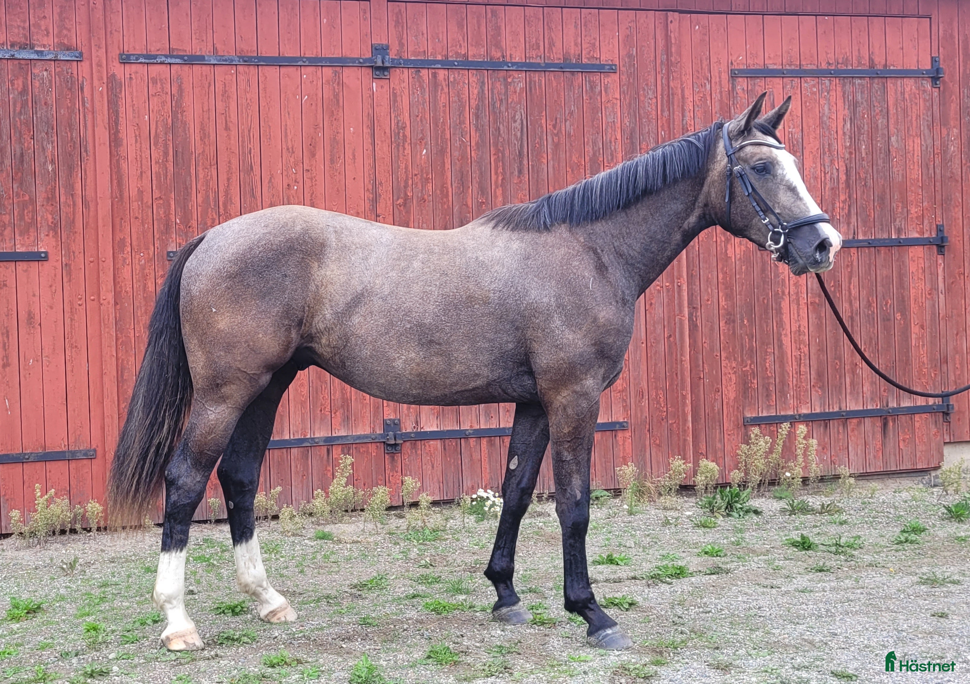 Hoppning hästar till salu: Snygg kille för framtiden i Jönåker - Annons 1