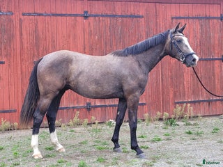 hästar Snygg kille för framtiden i Jönåker - Annons 11