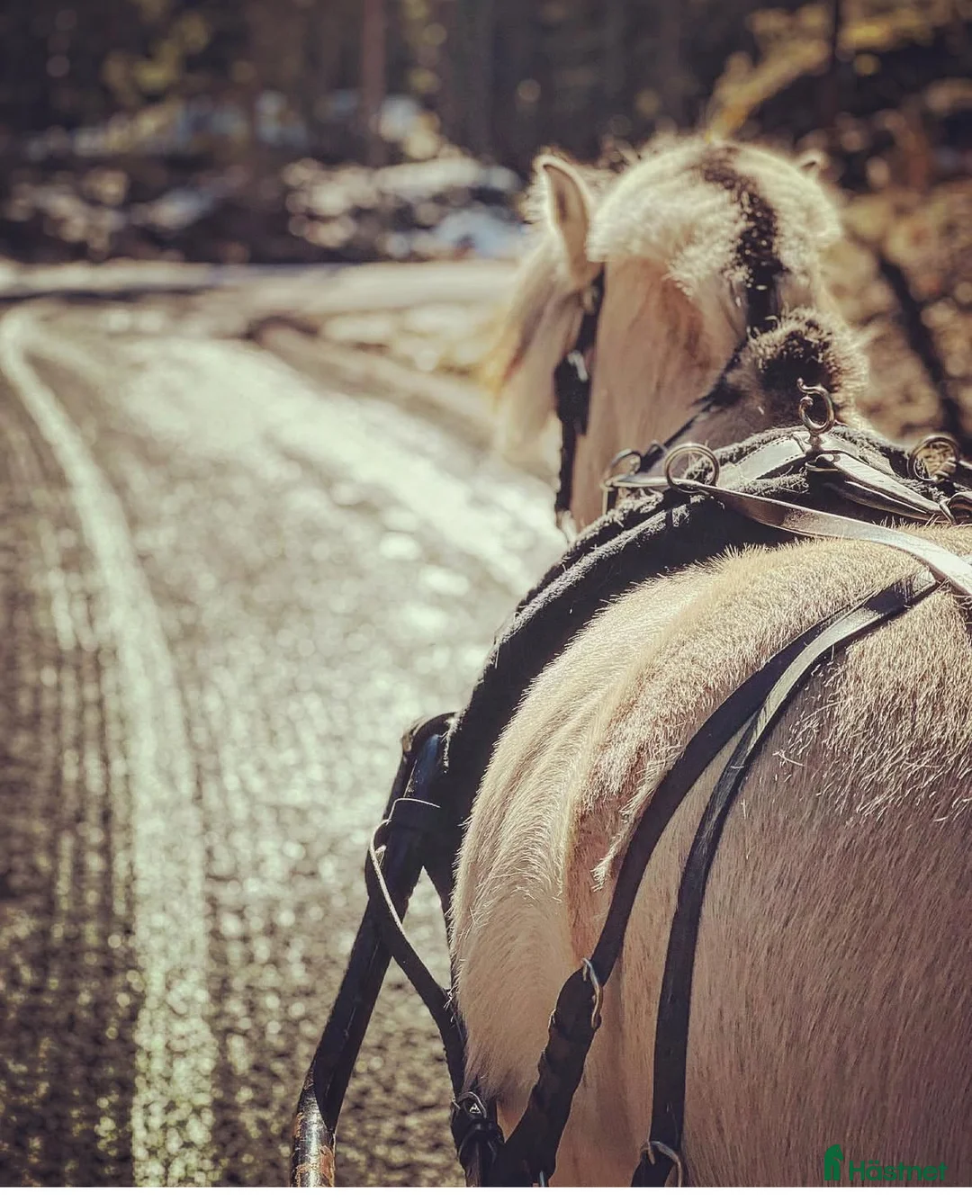  medryttarhäst finnes: Dressyr intresserad ryttare sökes till Fjording i Västerhaninge - Annons 6