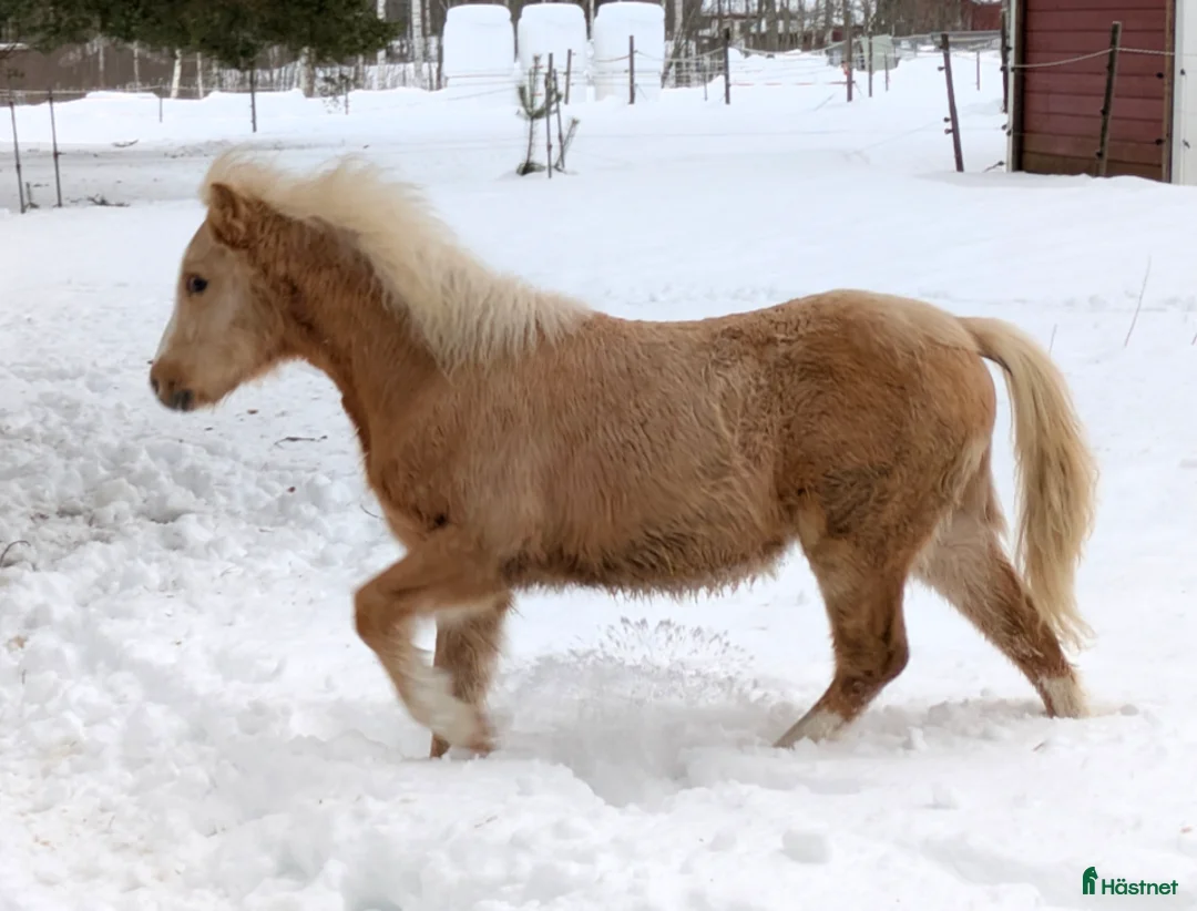 Allround hästar till salu: Vacker Lovande Kille . - Annons 2