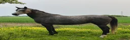 Distans hästar till salu: Drömhästen - Annons 1