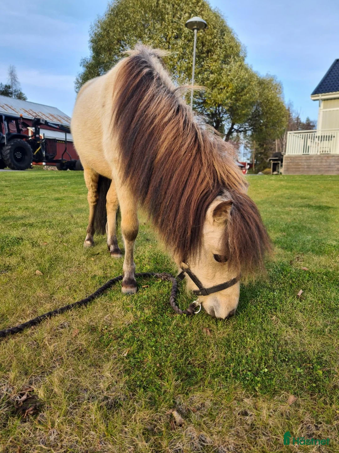 Övrigt hästar till salu: Gustav – social, trygg och full av potential.  - Annons 1