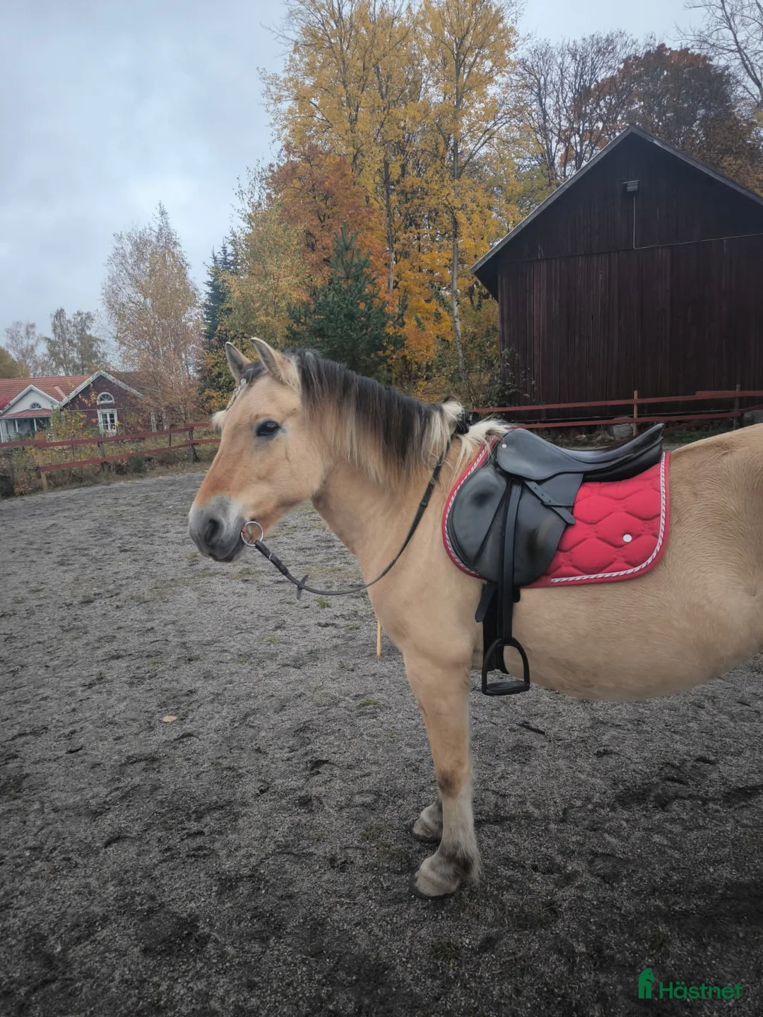 Allround hästar till salu: Luna söker nytt hem i Finspång - Annons 1