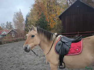 hästar Luna söker nytt hem i Finspång - Annons 4