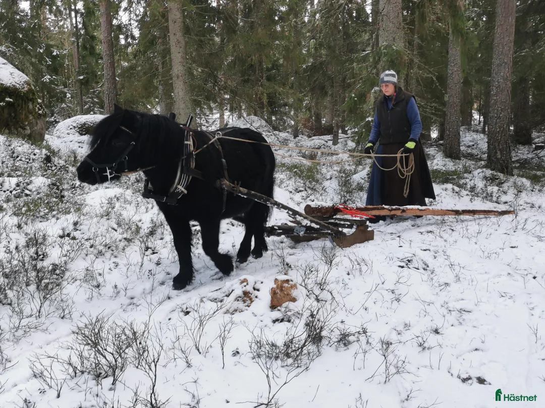 Körning hästar till salu: Bruksvalack i Vreta Kloster - Annons 2