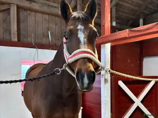 medryttarhäst finnes: Medryttare sökes - Annons 4