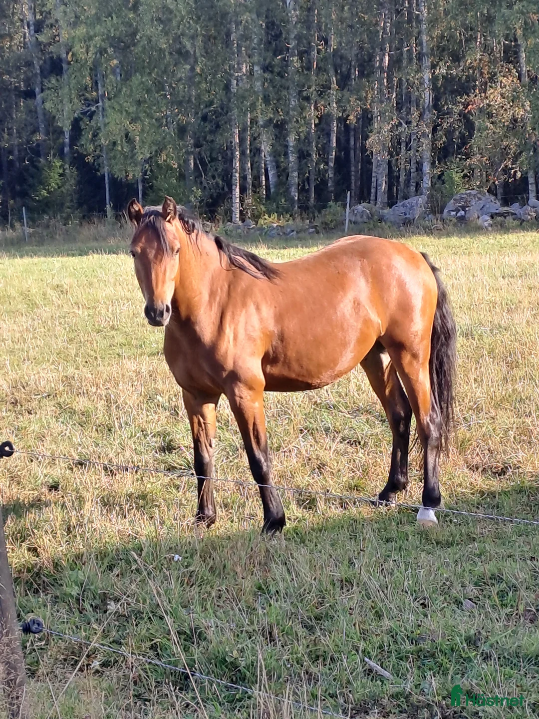 Allround hästar till salu: Welsh valack i Tidaholm - Annons 2