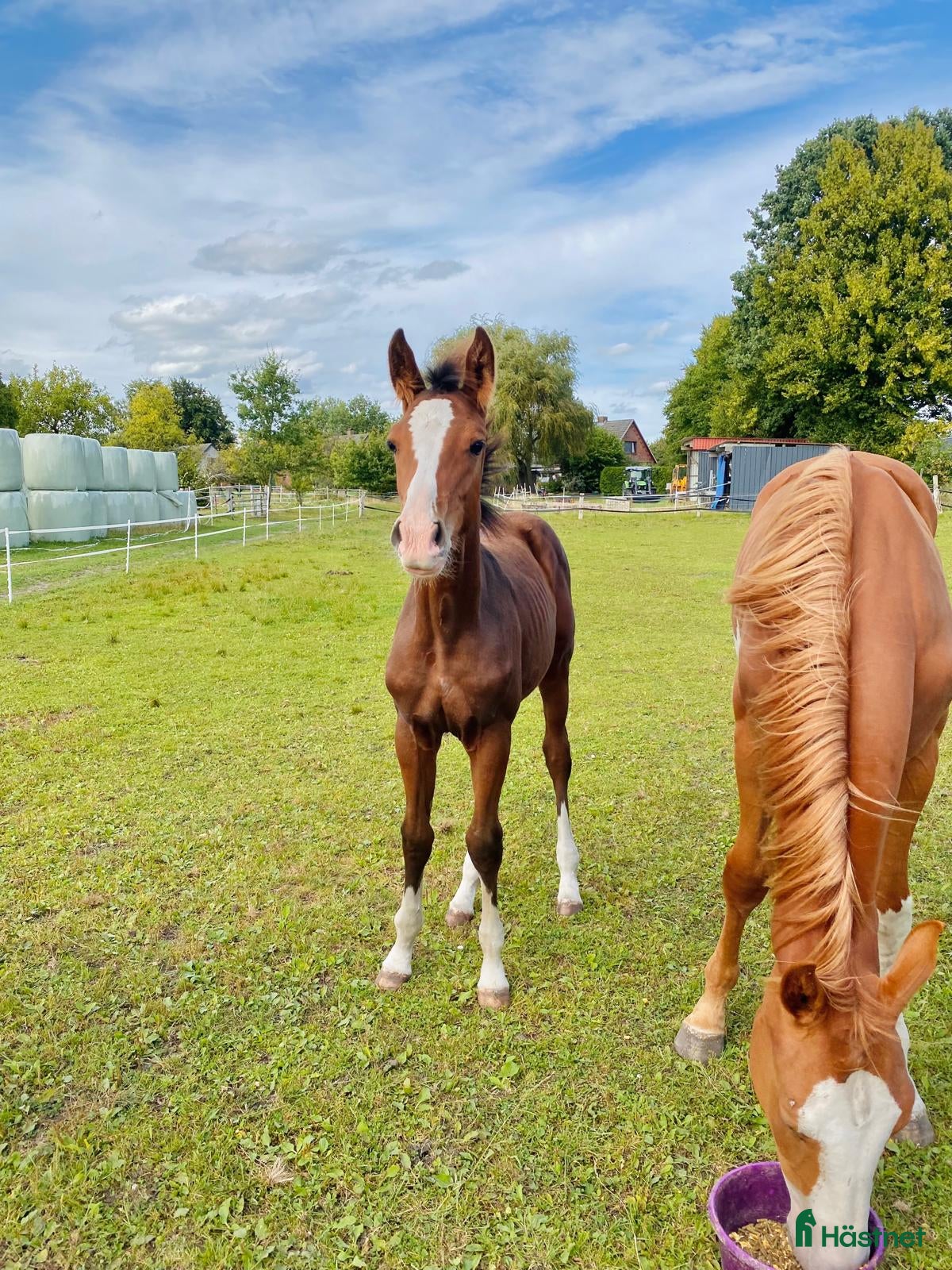  hästar Mycket vackert stoföl E: Esmeraldo  i Surte - Annons 15
